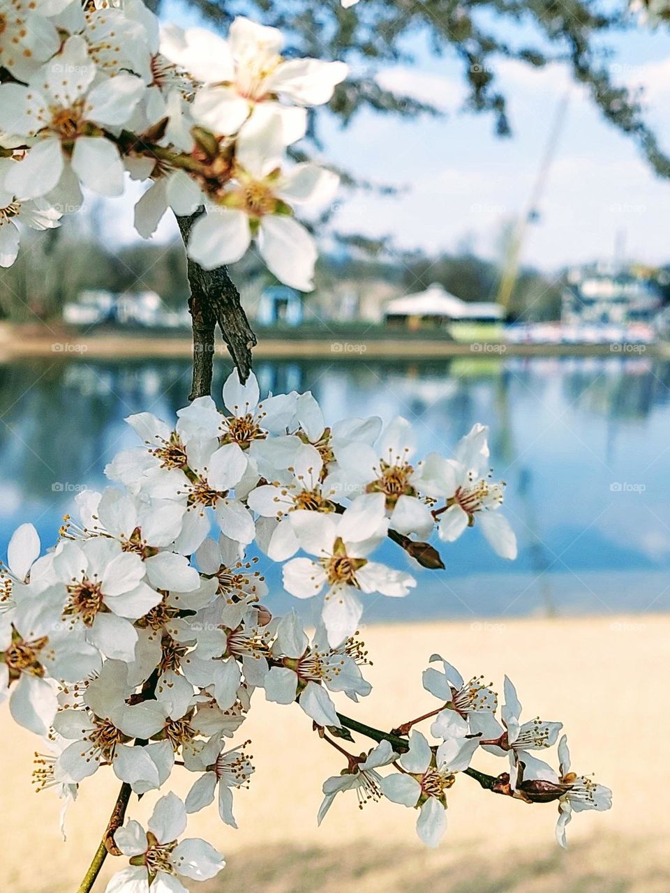 Spring landscape.  Beautiful sunny day by the lake.  A branch of a tree in bloom.