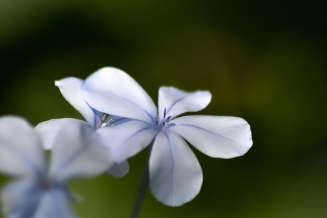 Blue flowers