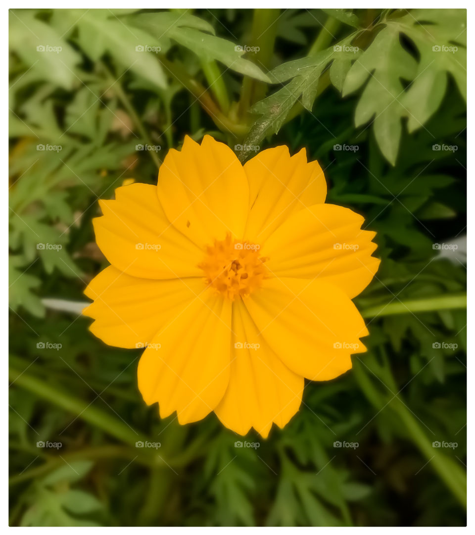 Best Indian sulfer Cosmos flower nice looking image