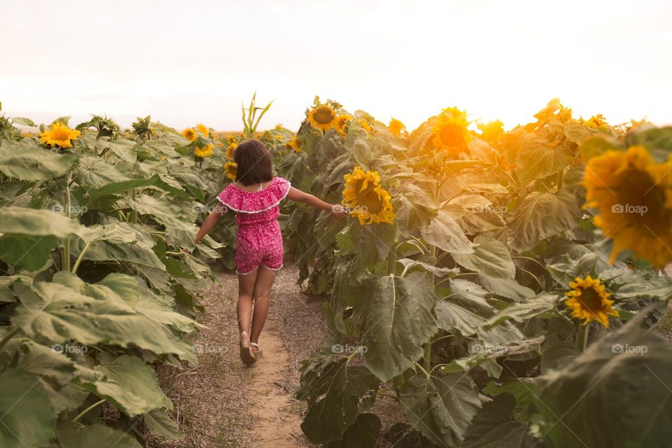 Sunflower field 