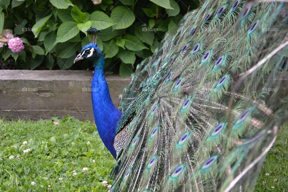 Peacock side view