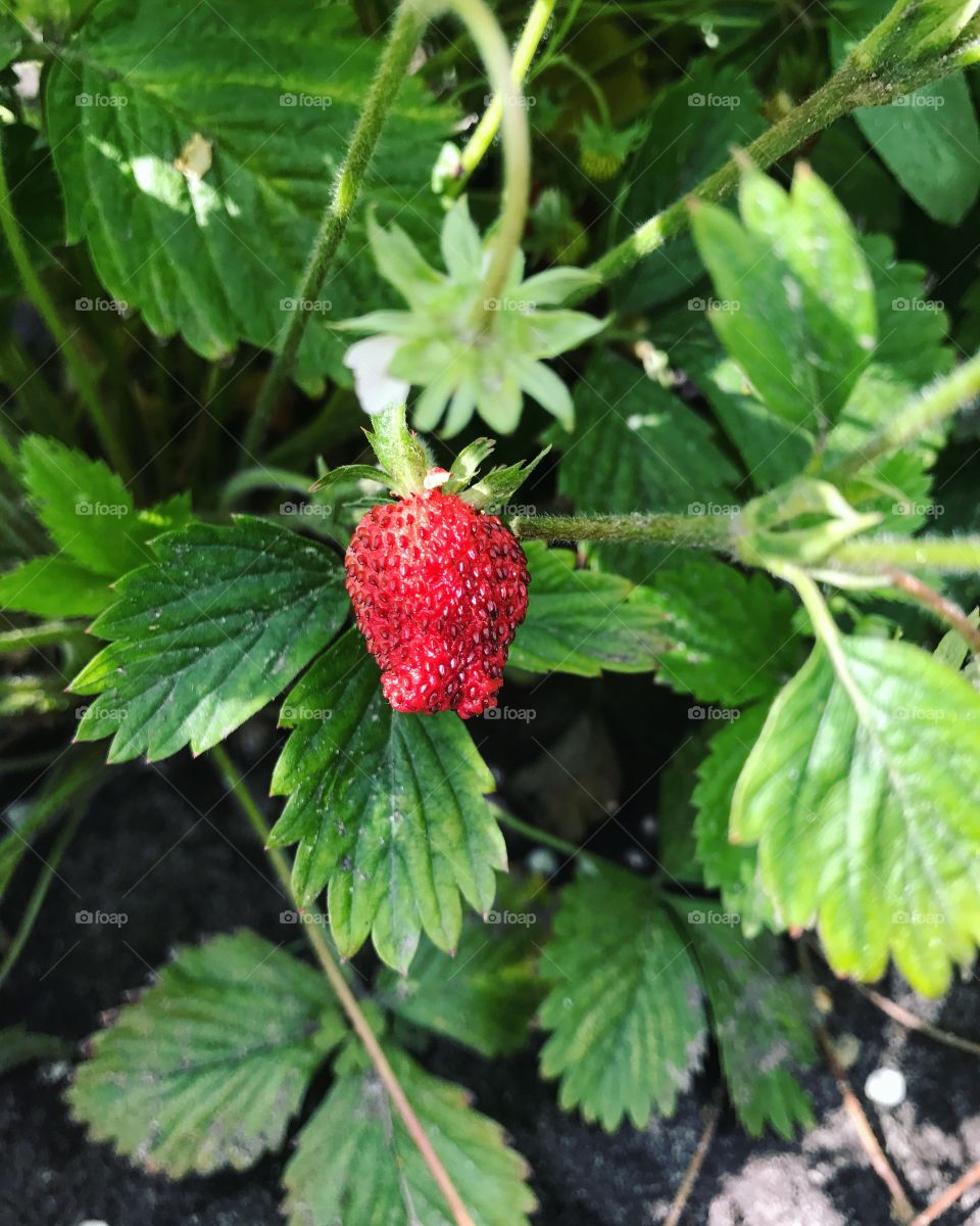 Strawberry 