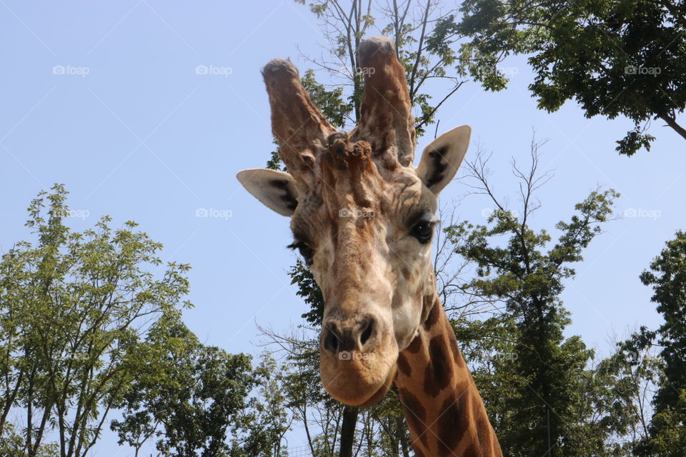 Giraffe