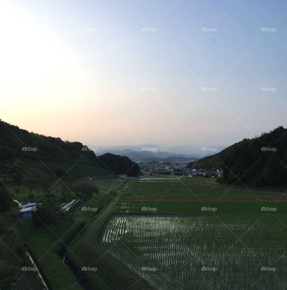 Sunset over rice fields