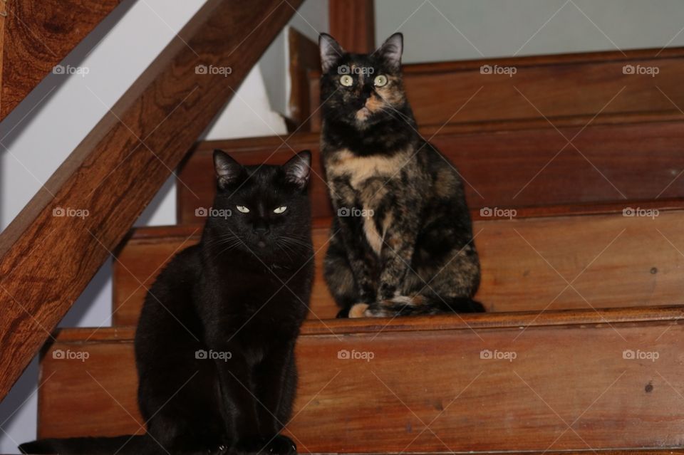 Dois gatos lindos posando para foto em uma bela escada de madeira 