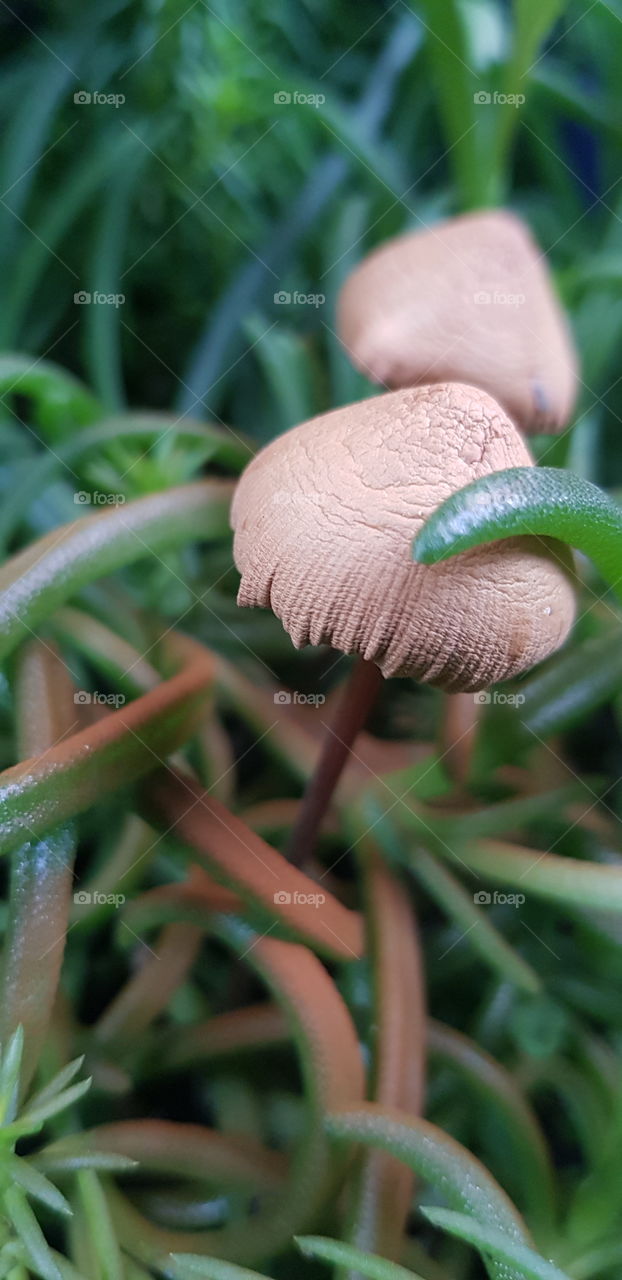 Mushrooms in a flower vase