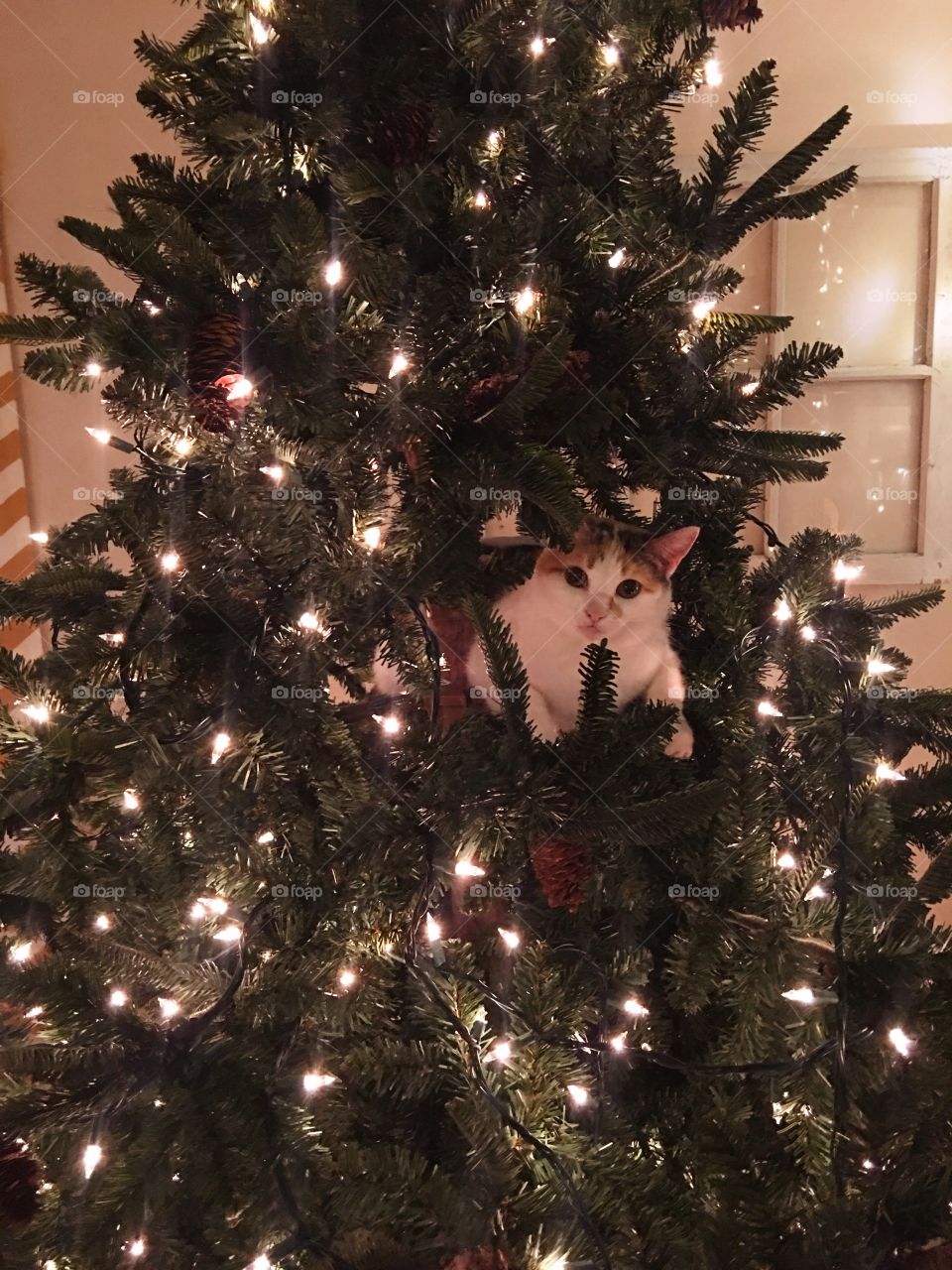 Cat in a tree