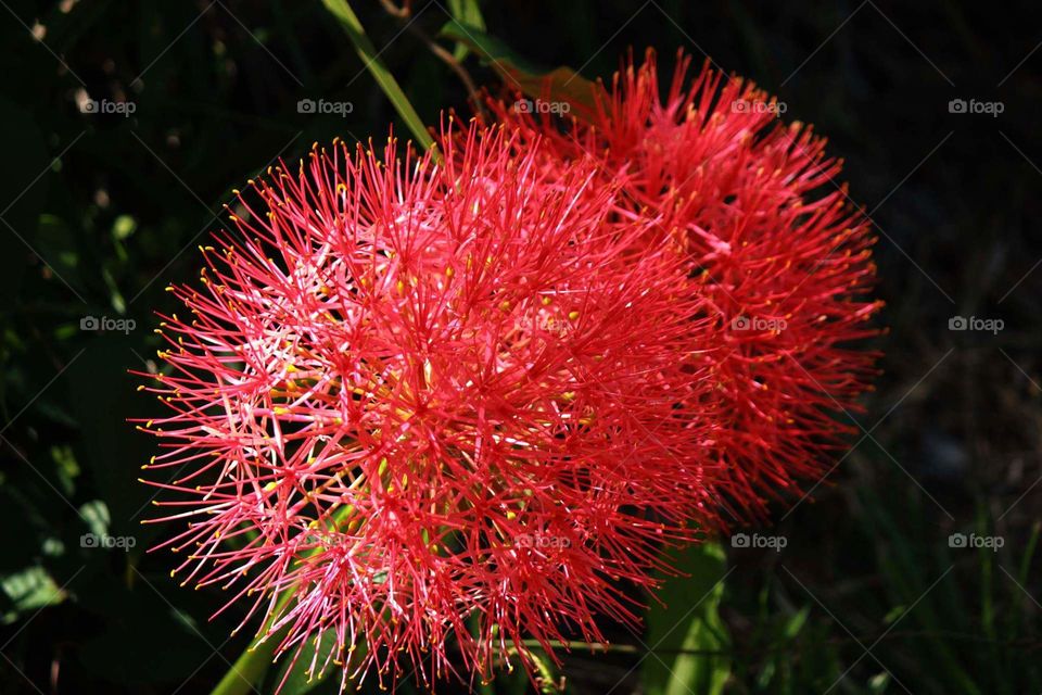 African Blood Lily 5