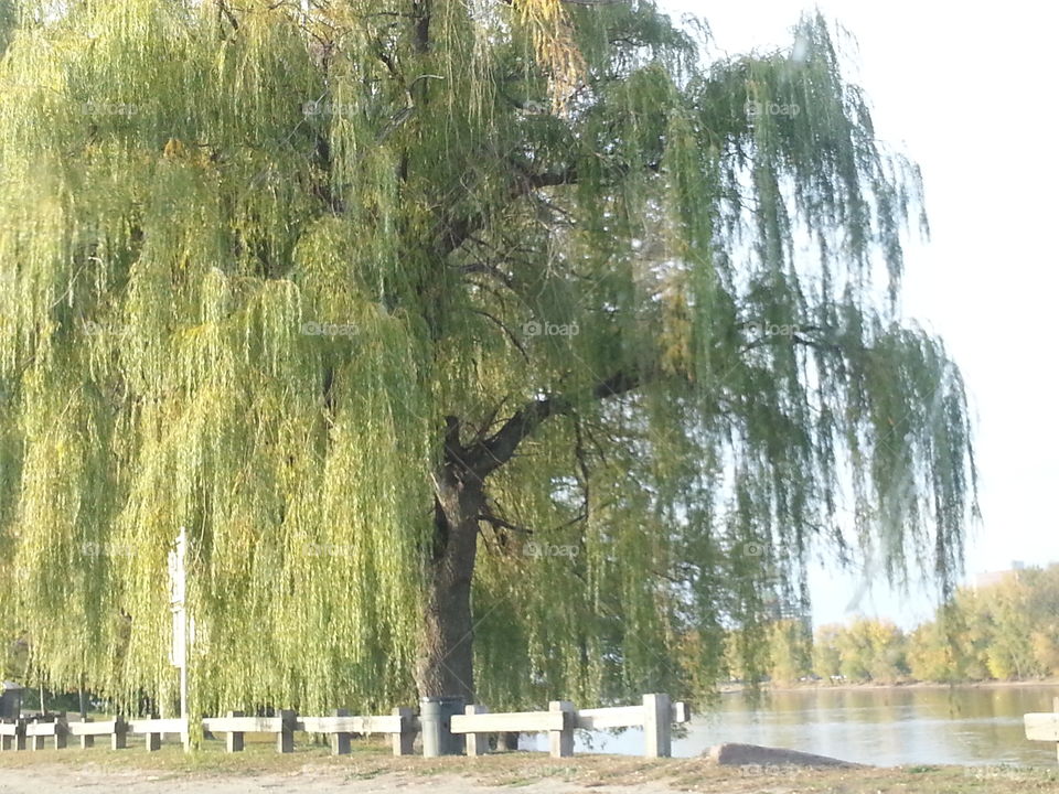 Weeping Willow. by the water