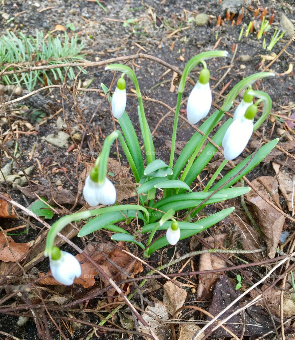 Spring .The first snowdrops