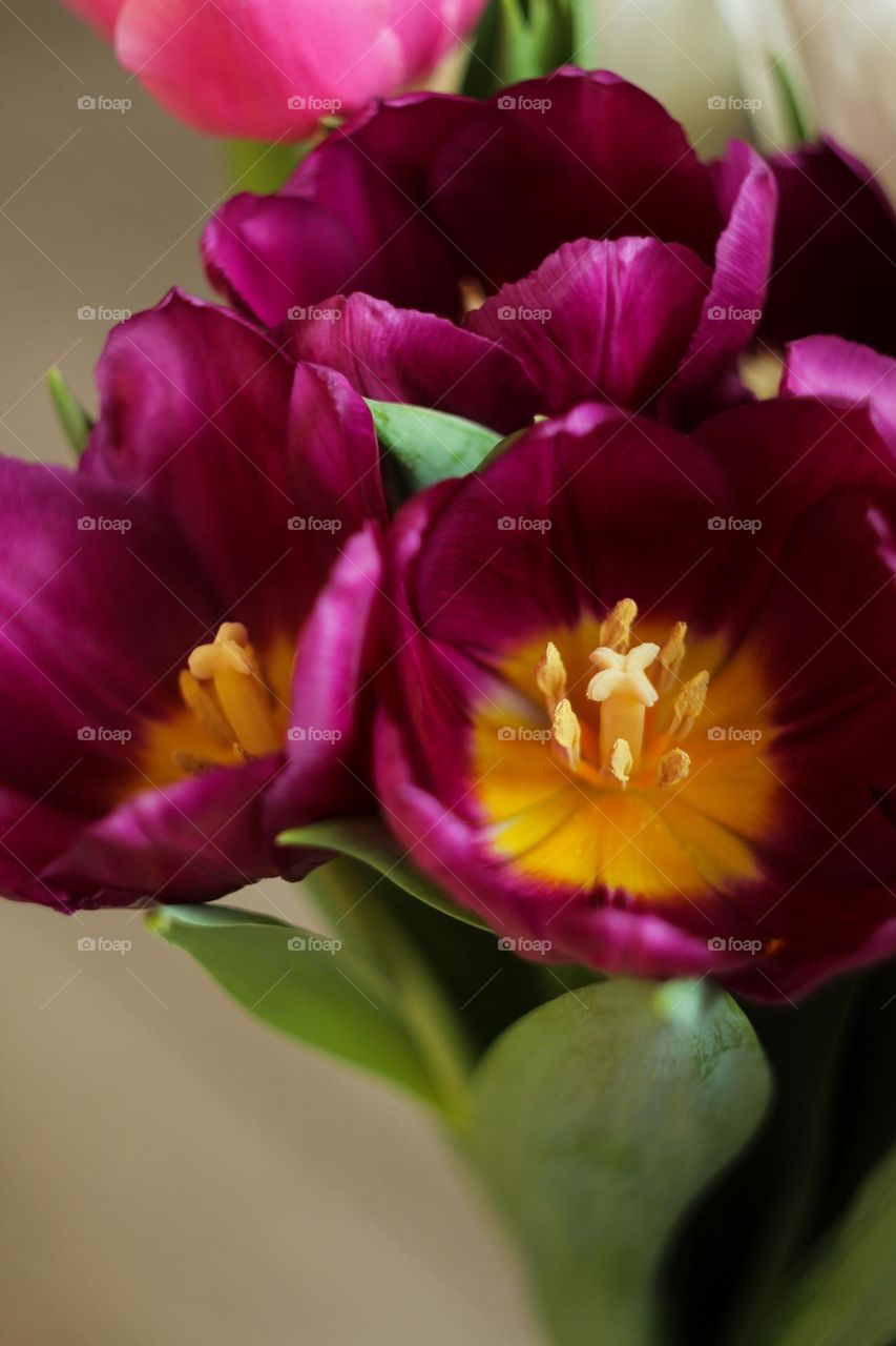 Bouquet of burgundy tulips