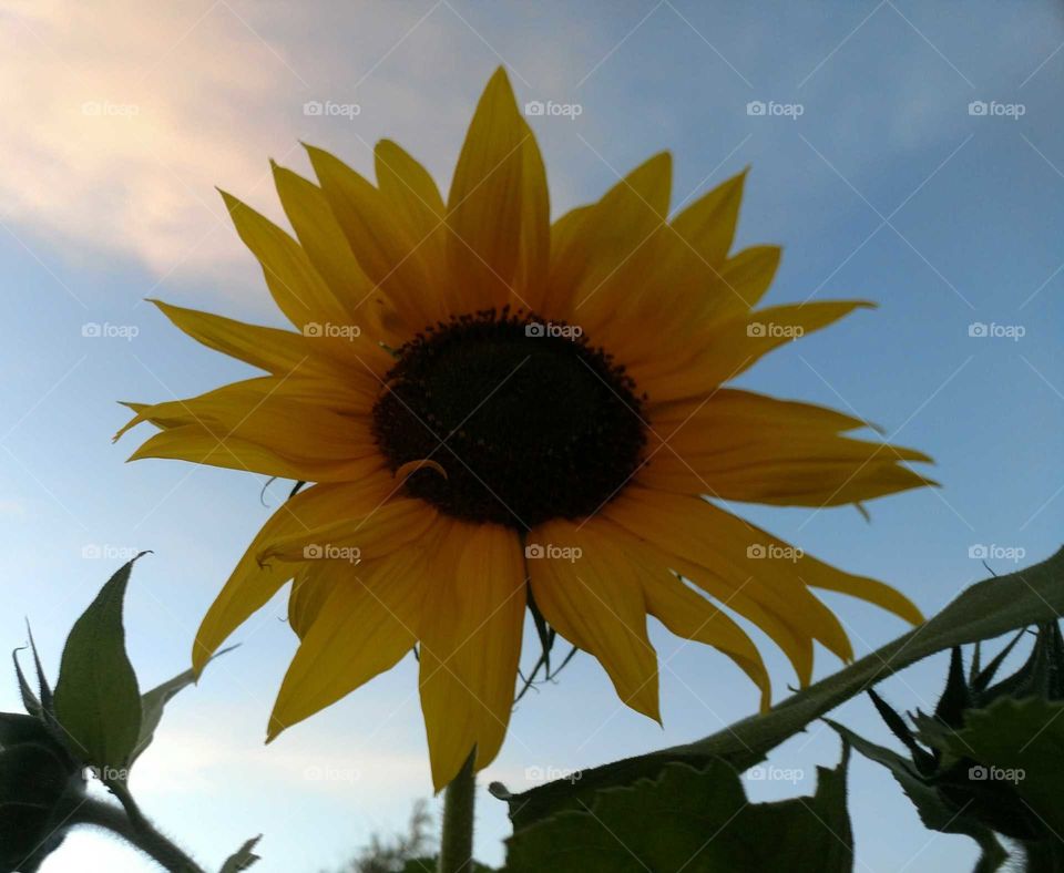 backyard sunflower