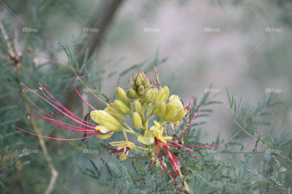 Desert flower