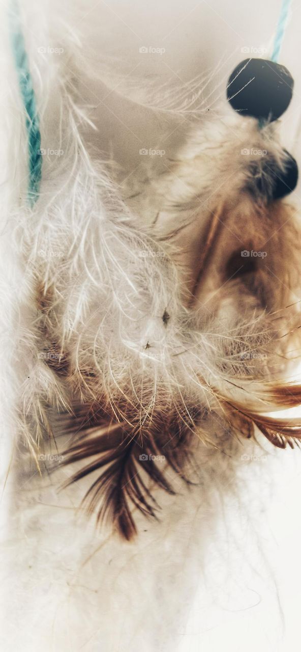 Your best macro shot view feather White Light fluffy capture bunch