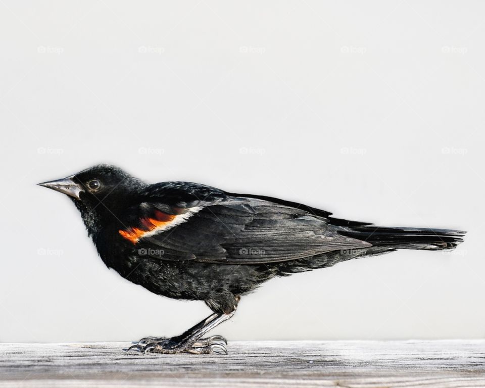 Red winged Blackbird 