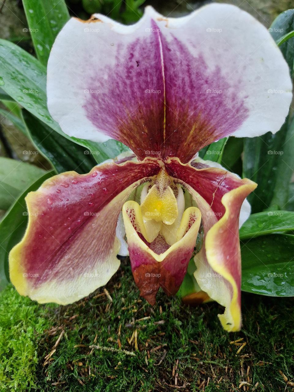 Orchid