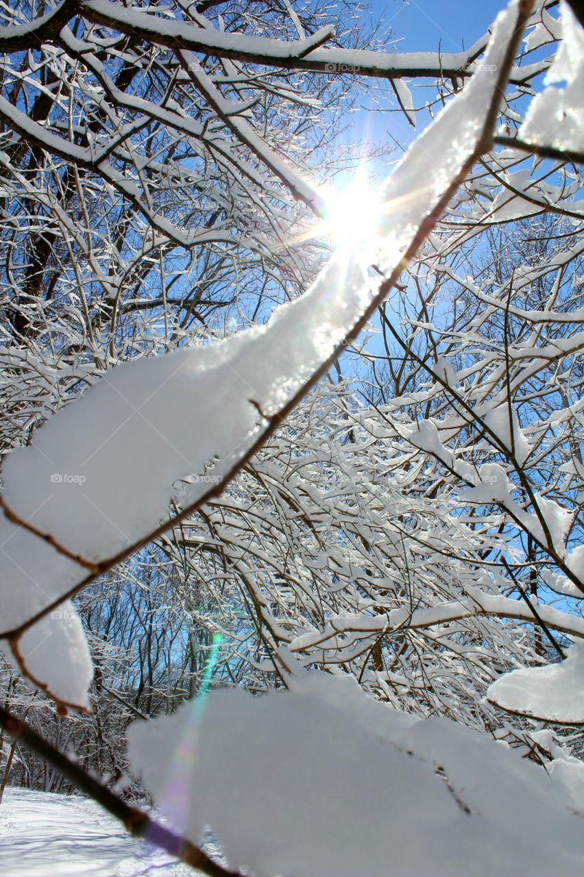 Snowy branches