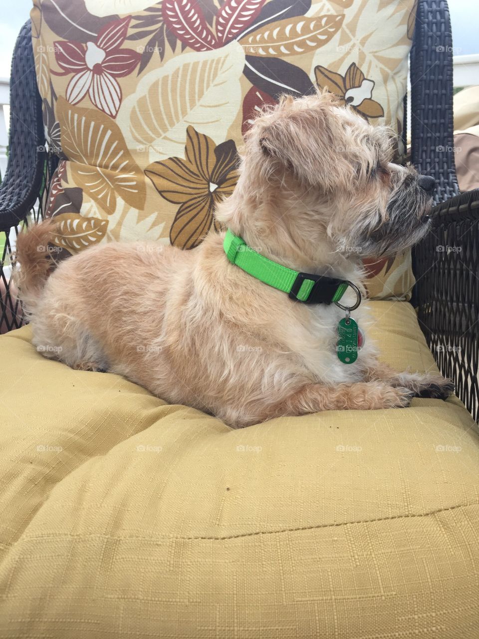 Doggo enjoying the outdoor furniture 