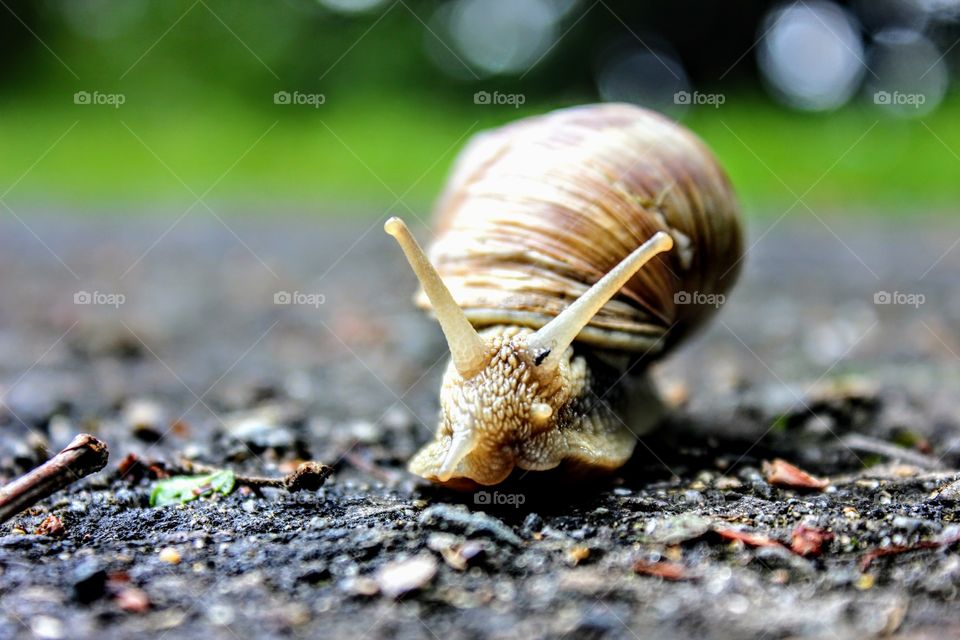 snail