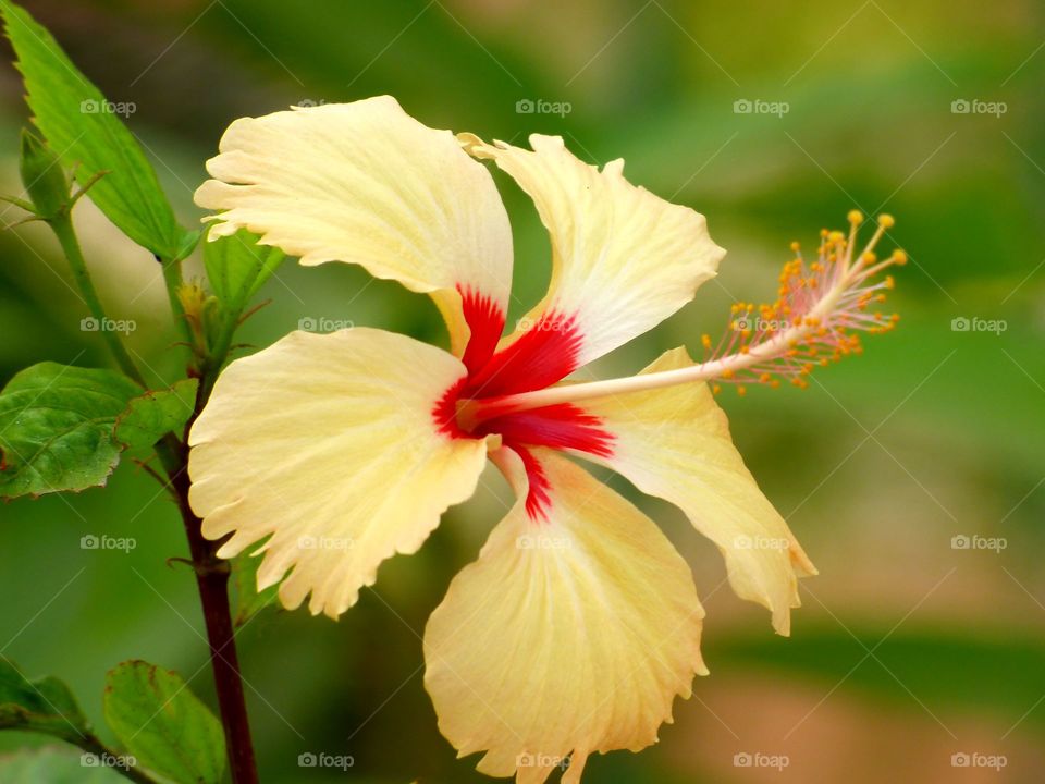 Flowers, background, bright, by colour wallpaper,