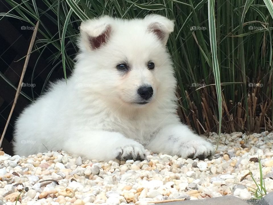 White German Shepard puppy 