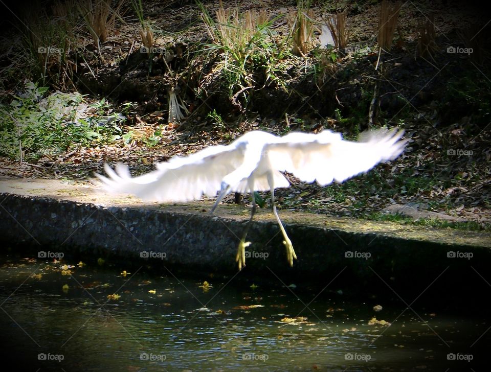 Bird in flight at a park in Thailand.  Beautiful bird, not sure what kind of bird it is.