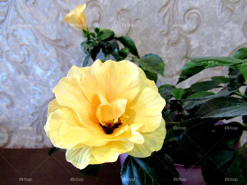 home flower rose-hibiscus, color yellow-peach