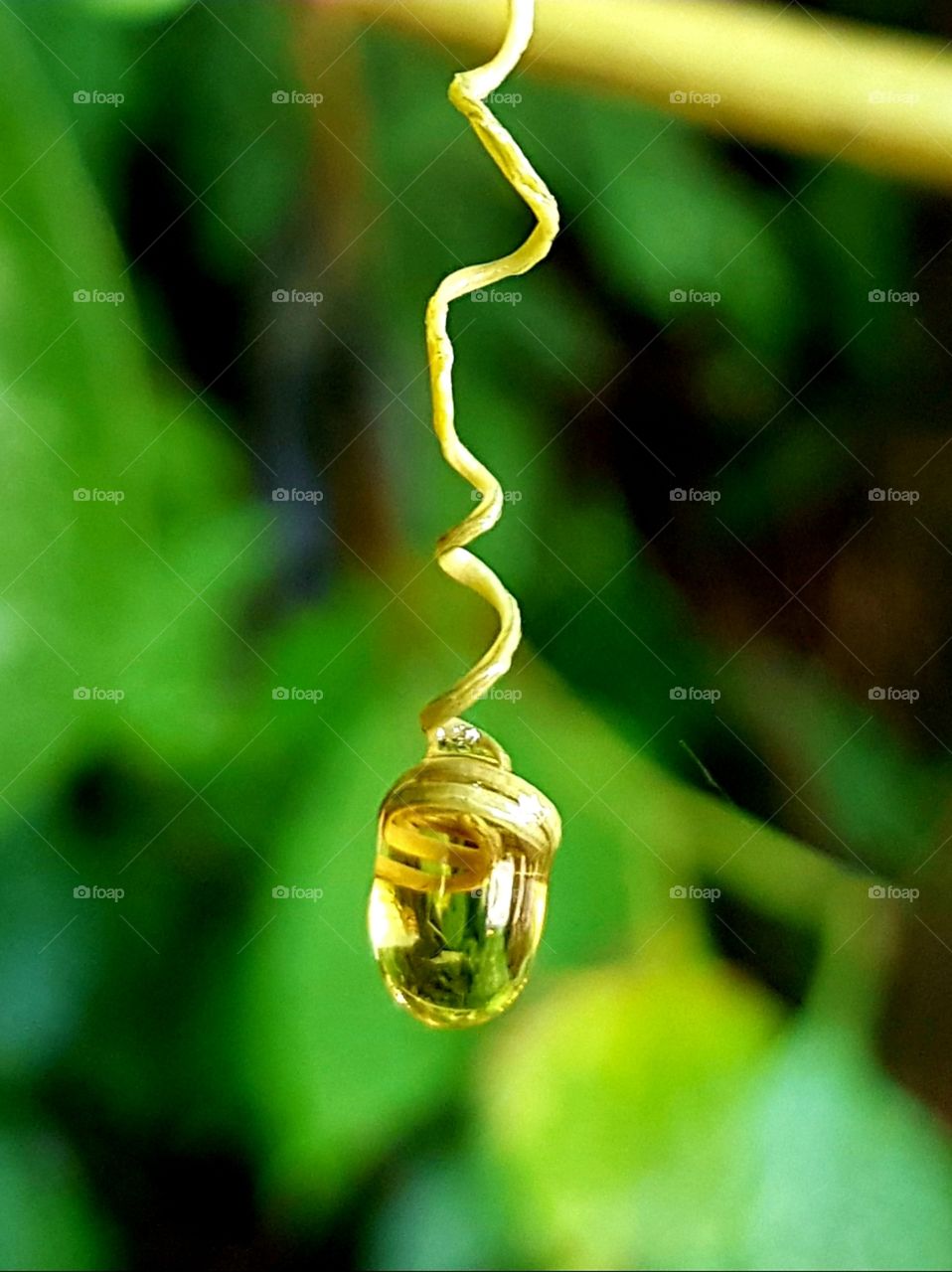 drop of dew