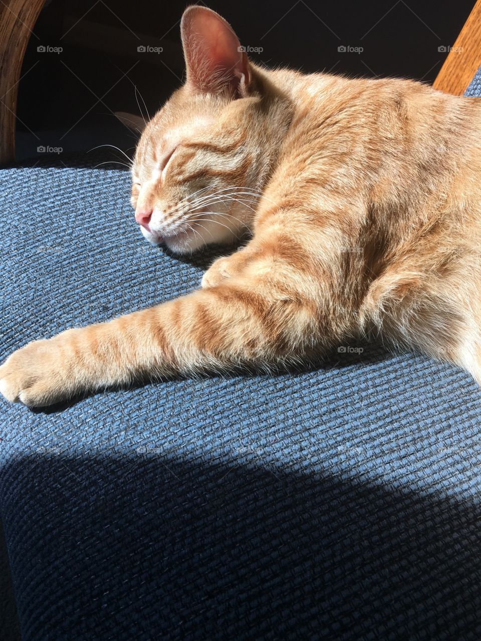 Orange Kitty sleeping peacefully and cute 