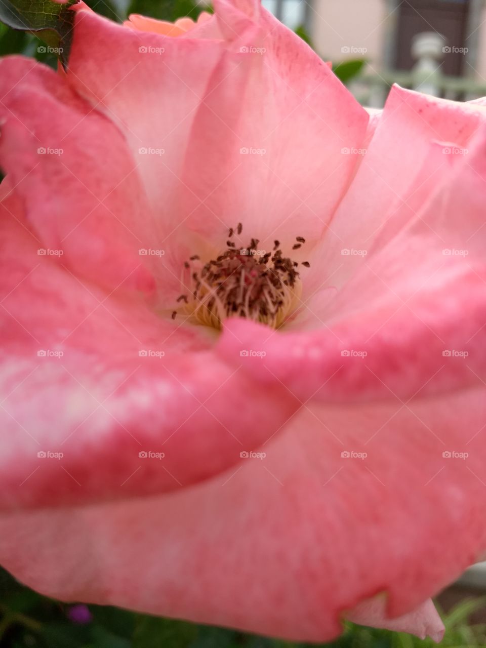 Flower, No Person, Nature, Leaf, Summer