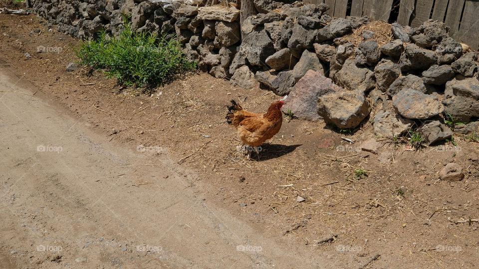 a hen