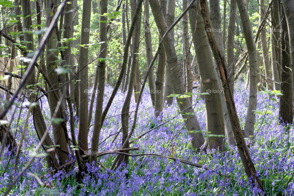 wood trees forest bluebell by dannytwotaps