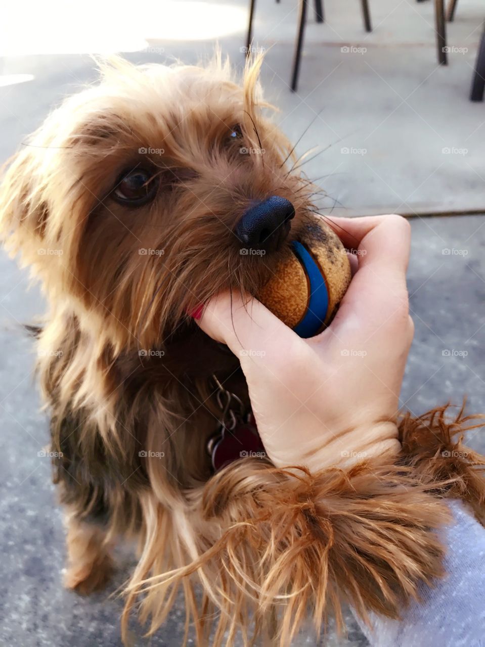 Close-up of a dog playing with ball