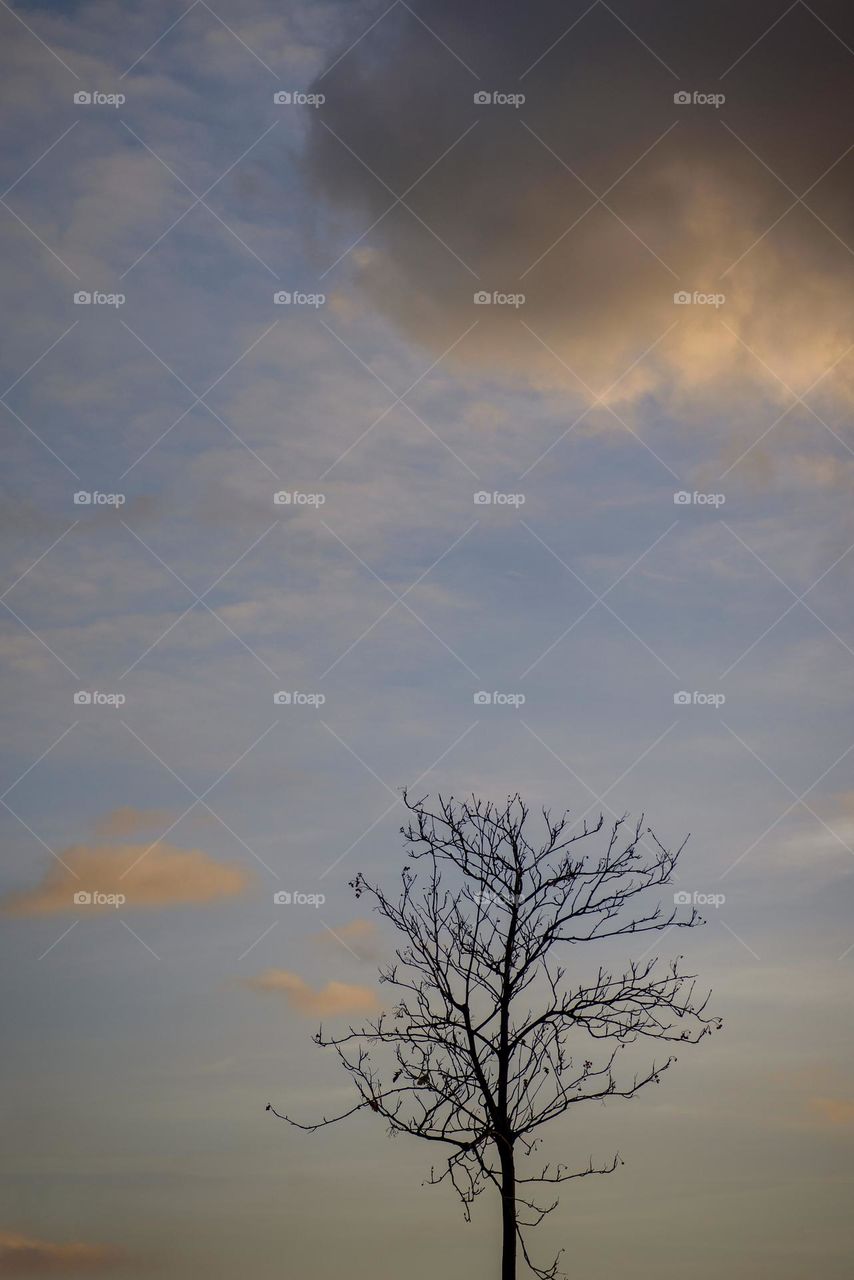 Lonely tree against the backdrop of a beautiful sky with a large cloud.