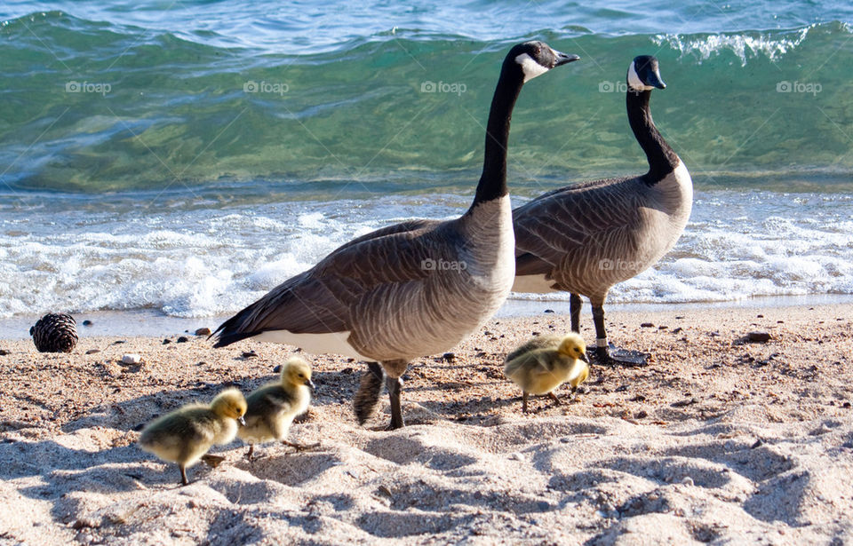 Geese and goslings at beach