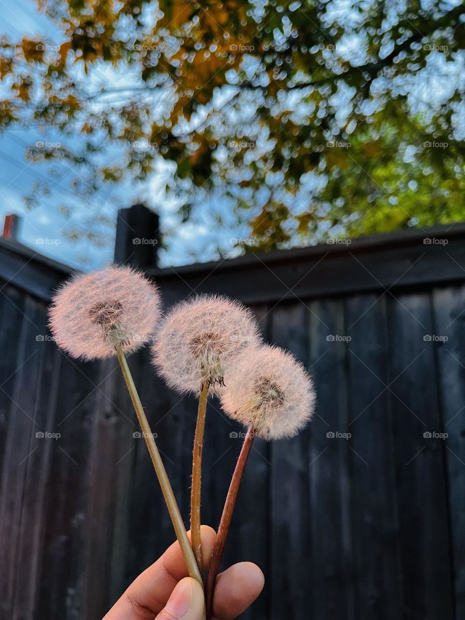 Dandelions