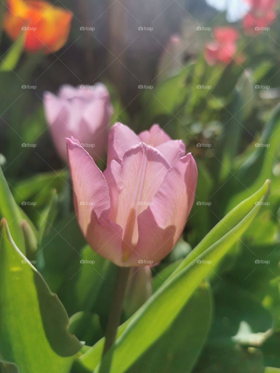 Nature, Flower, Leaf, Tulip, Flora