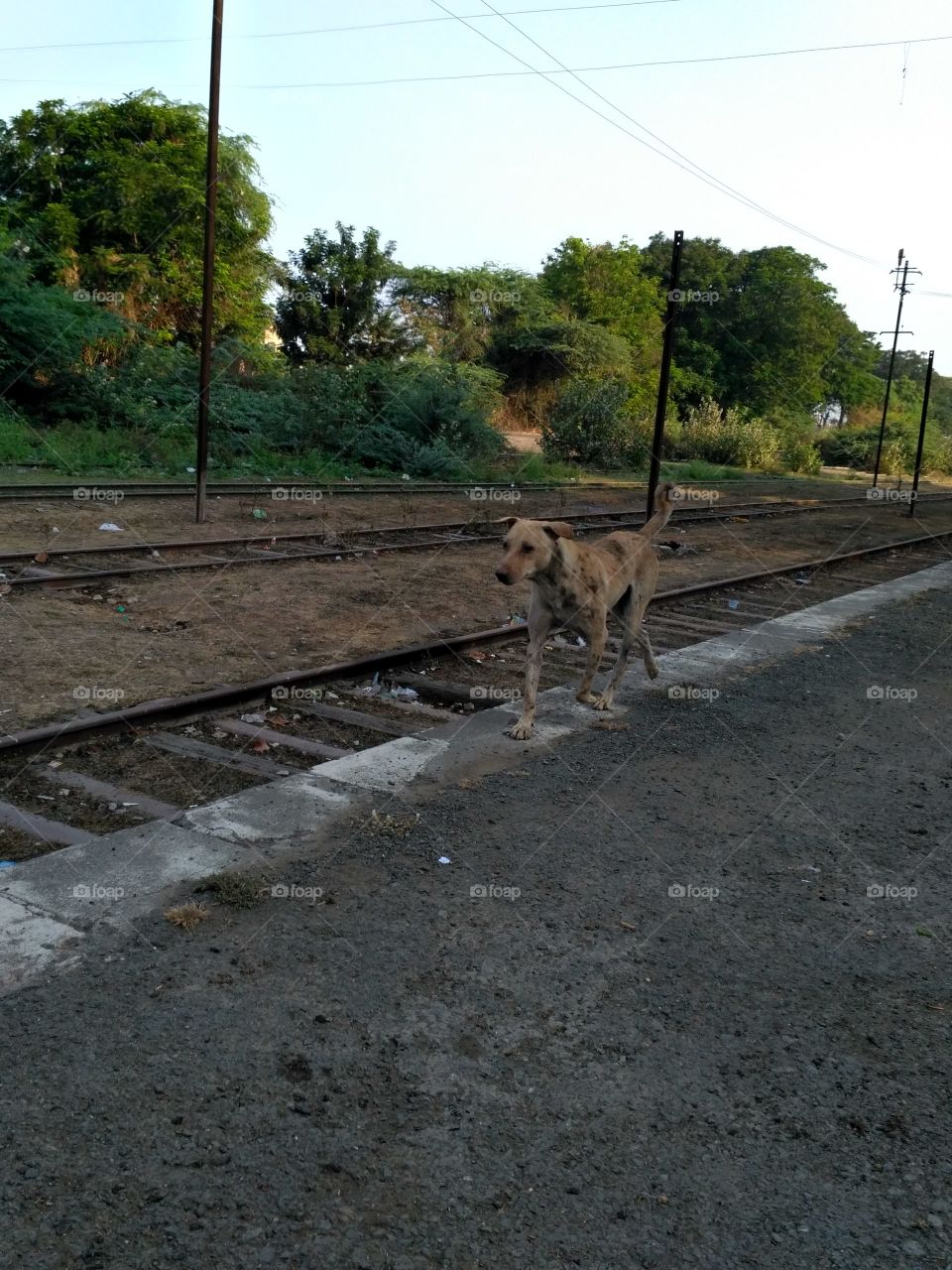 dog walking in railway station