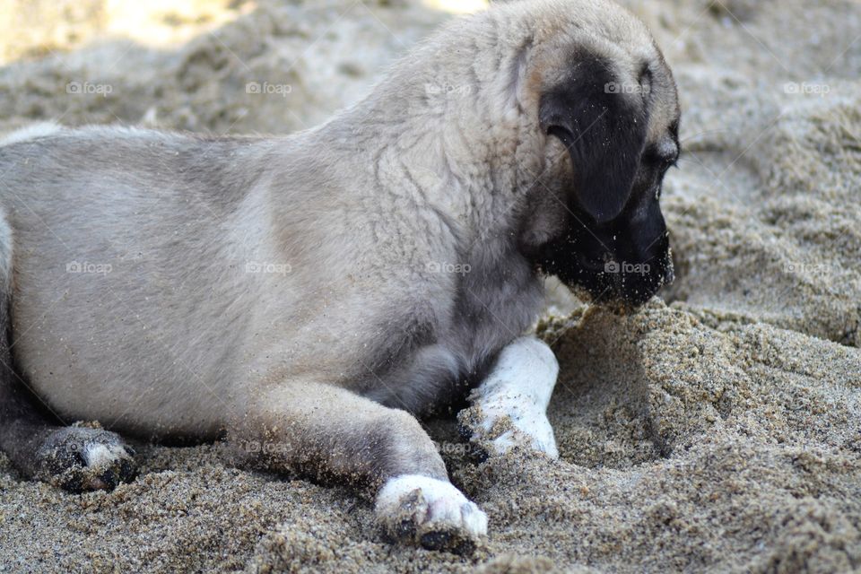 puppy on the beach in Alanya turkey