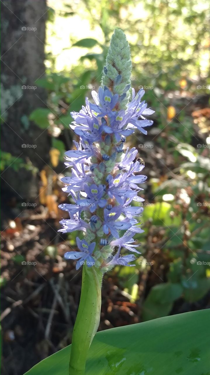 purple flower