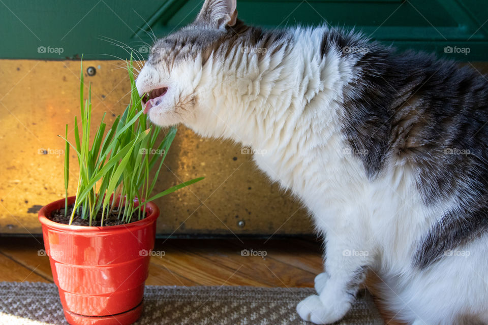 Cat Eating Cat Grass