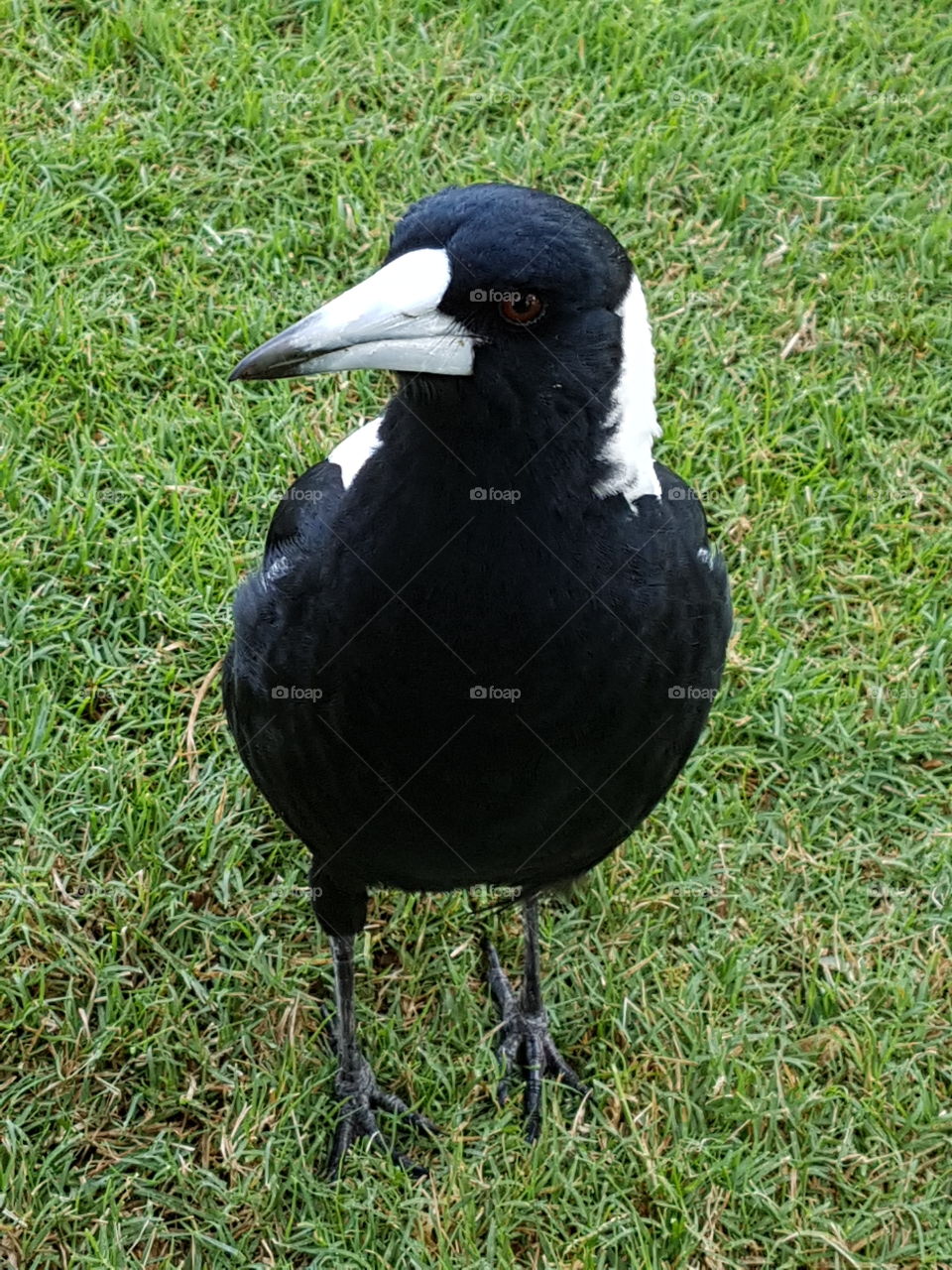 magpie, native Australian bird