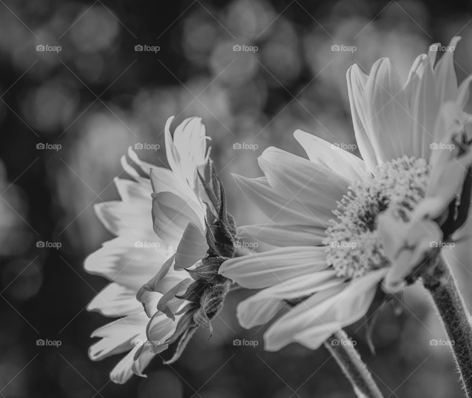 Sunflowers black and white Side view