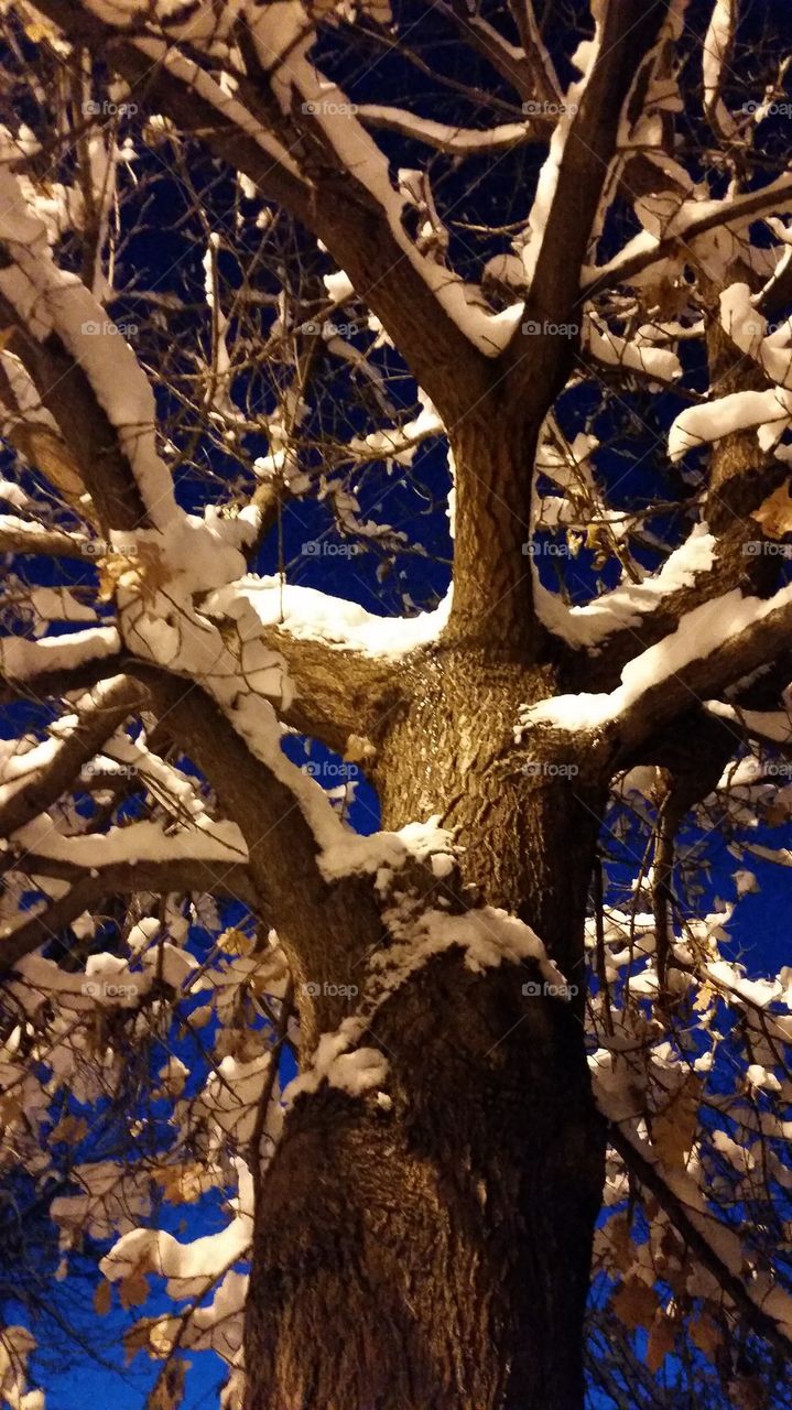 winter tree at night