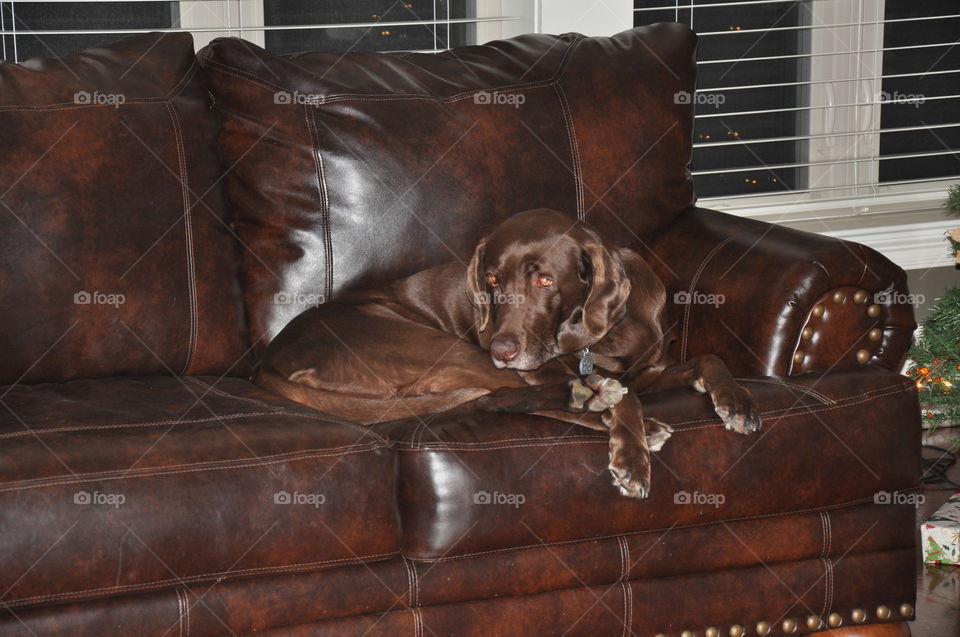 Josie resting in one of her favorite spots