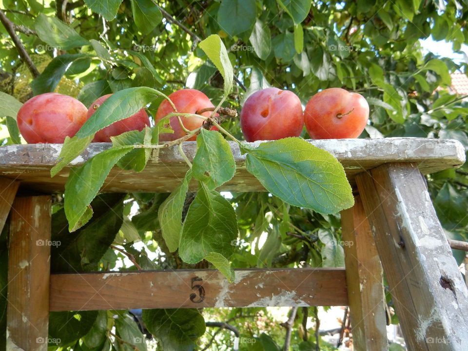 plums. picking plums from my garden