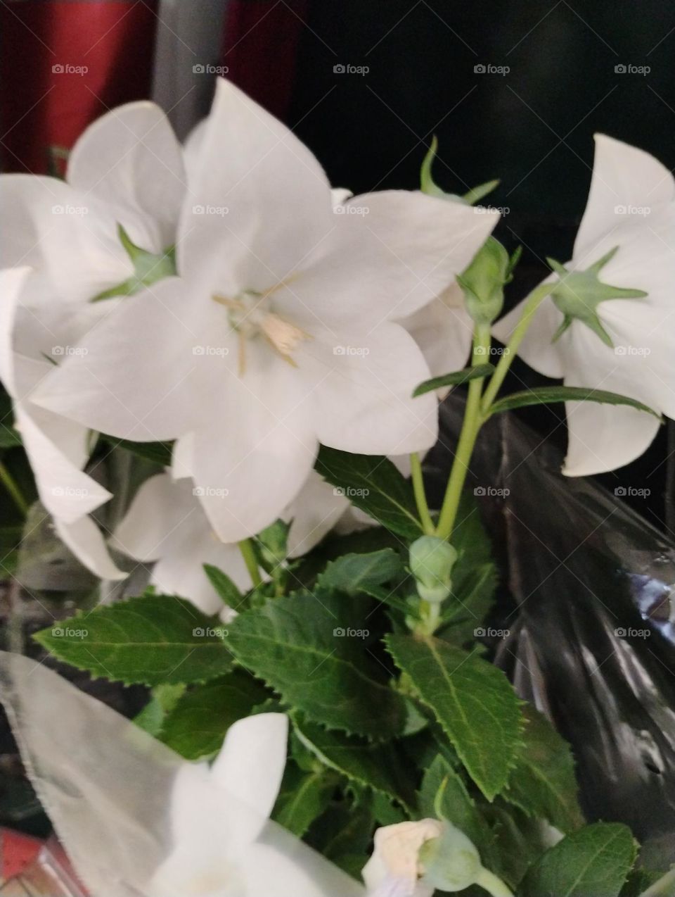 Flor branca de platycodon  é uma planta herbácea de clima temperado, que chama a atenção  por suas delicadas flores em forma de estrela.