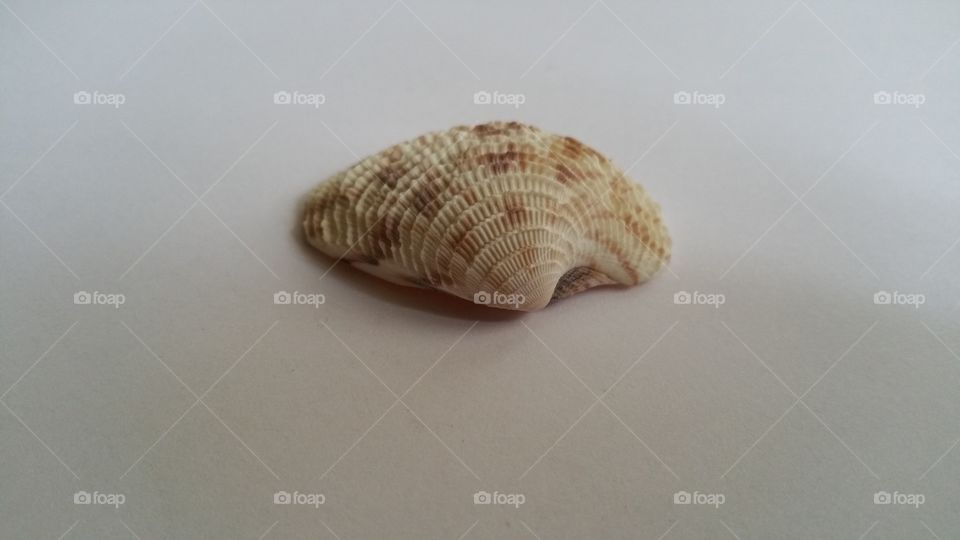 Shell detail