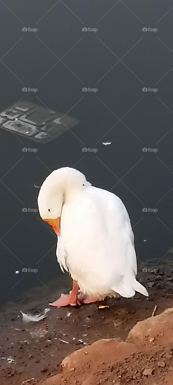 plastic in water makes us unhealthy The background plastic plate tells us everything.