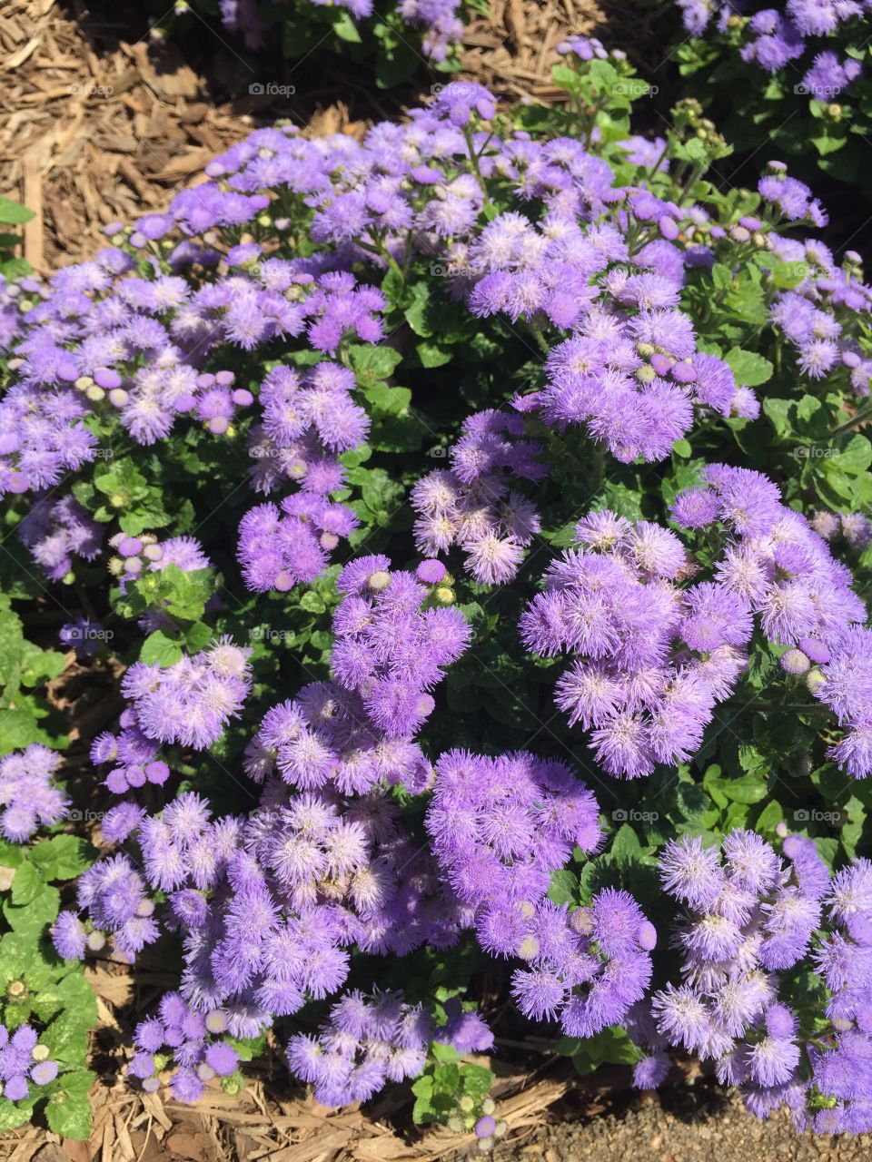 Purple flowers blooming at outdoors